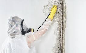 Best Basement Mold Removal  in Marlton, MD